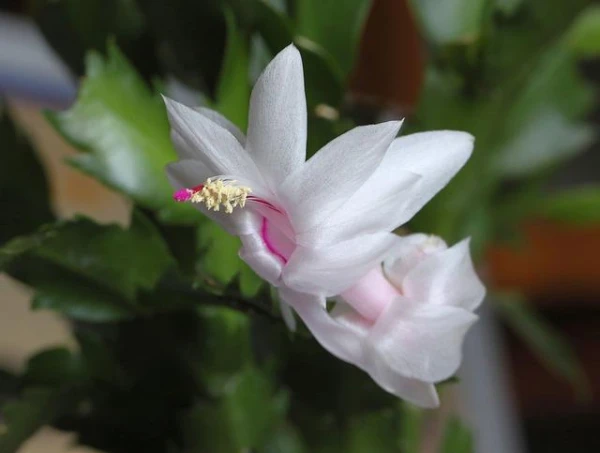 It Will Bloom Like Crazy: The Best Fertilizer for Christmas Cactus Named