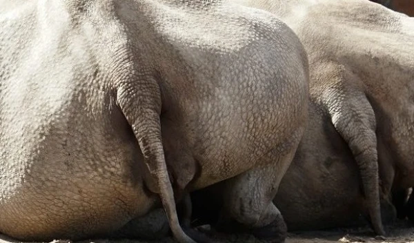 The Tallinn Zoo Produces the Most Exotic Manure in Estonia