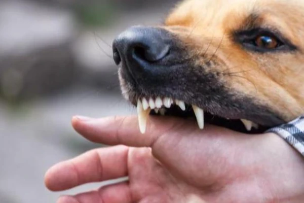 Shooting of Dogs in Bauska: Political Scientist Discovers a Thread of Violence