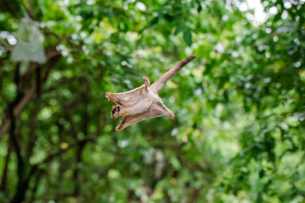 How Nature Reinvented Flight: The Mysteries of Gliding Creatures