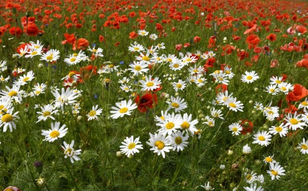 Scientists Named a Plant That Acts as a Painkiller