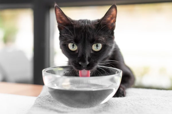 How to Help Your Cat Drink More Water and When It's Necessary