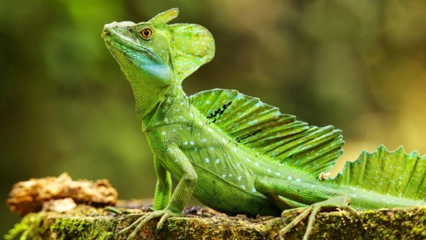 Why Reptiles Will Soon Need Special Protection?