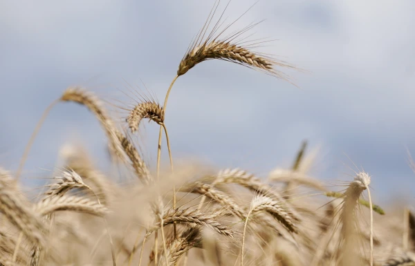 Will they buy up all the buckwheat again? Crop failure in Latvia will lead to rising food prices