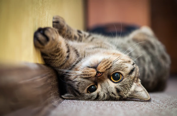 Why Cats Purr