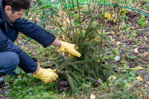 Not Just Fir Boughs: 4 Options for Plant Cover That Are Just as Good