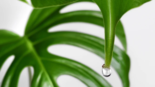 Why Does Monstera 'Cry' Before Rain?