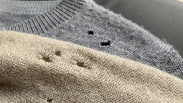 How to Get Rid of Moths and Why They Need a Sweater