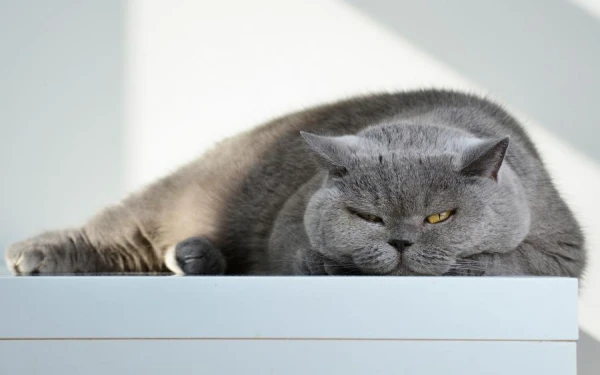 How to Understand That Your Cat Is Doing Well?