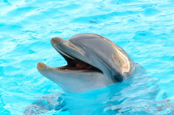 Is it true that dolphins do not drink water at all?