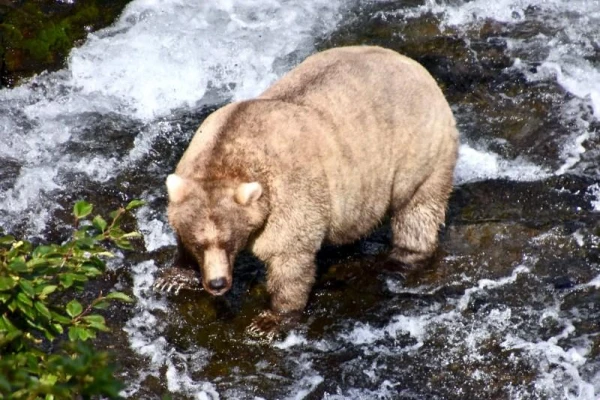 5 Most Unexpected Facts About Polar Bears