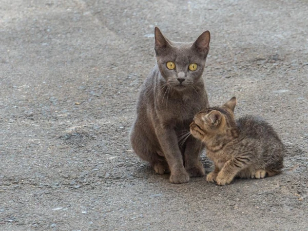Do Cats Recognize Their Grown Kittens?