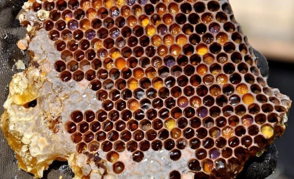 A Treasure Trove of Benefits: What is Bee Bread and Who Should Eat It