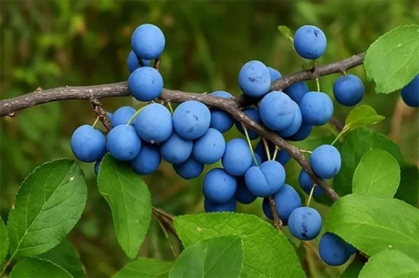 Wild Ancestor of the Plum. Unique Advantages of the Common Sloe