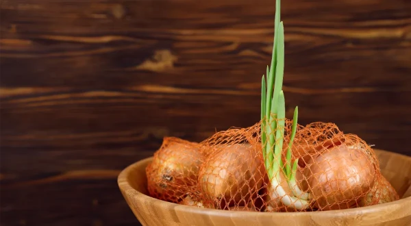 Can You Eat Sprouted Onions?