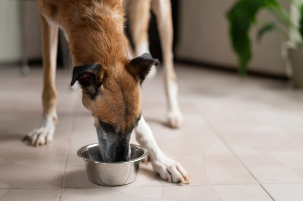 Scientists have found that raw meat and kibble affect metabolism differently in dogs
