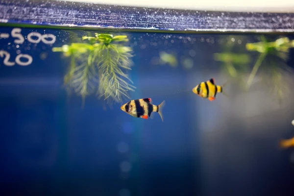 How to Set Up an Aquarium and Care for It