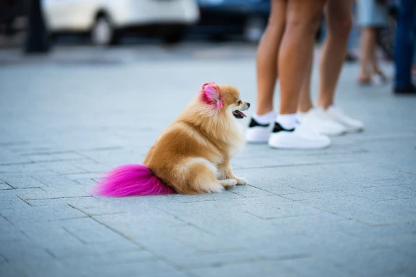 A Dog Is Not an Easter Egg: Experts Discuss the Boundaries of Creativity in Grooming
