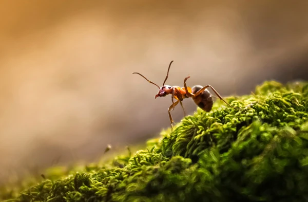 How Long Do Ants Live