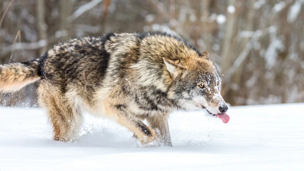 Wolves in Alaska Have Mastered 'Marine' Hunting
