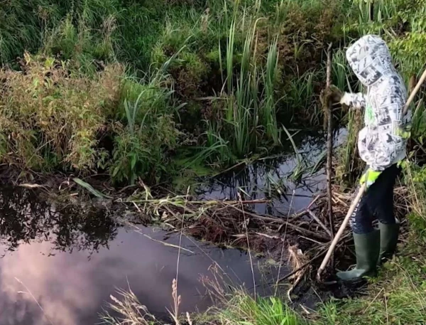 No More Strength! Beavers in the Vicinity of Ventspils Drive Homeowner to Despair