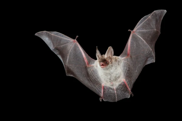 Scientists Found an 'Invisible' Ability in Bats That Has Been Preserved Since Ancient Times