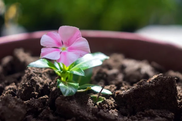 Homemade Fertilizer for Houseplants: 5 Simple Recipes