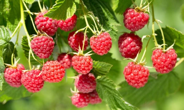 How to Properly Form Raspberry Bushes?