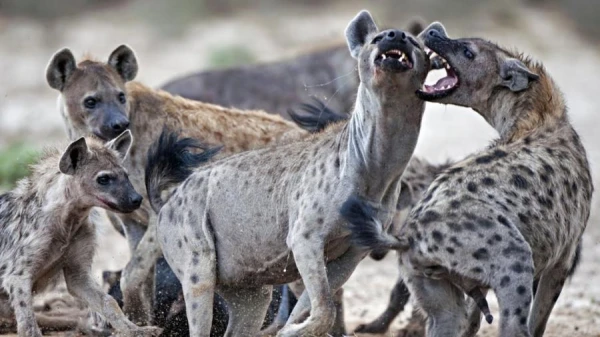 Why Do Hyenas Love to Laugh?