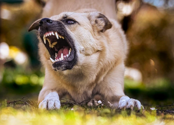 “If a dog bites a thief, the owner is not liable,” – the CEO of the Food and Veterinary Service explained the law