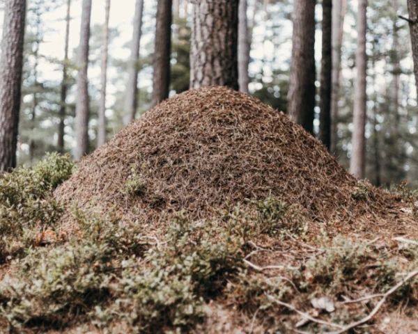 What Ants Do When an Epidemic Begins