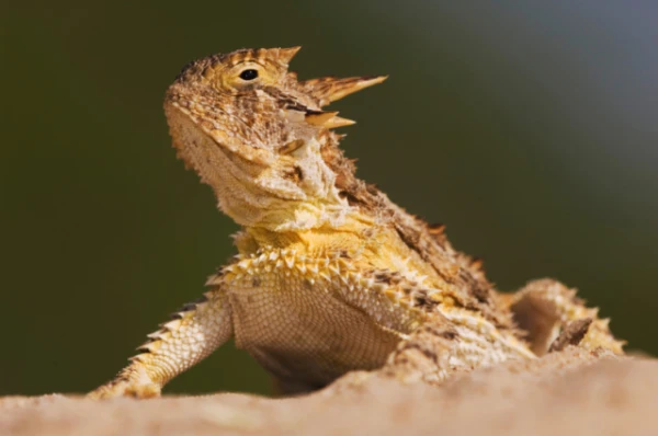 Ol' Rip: The Legendary Lizard That Met the President