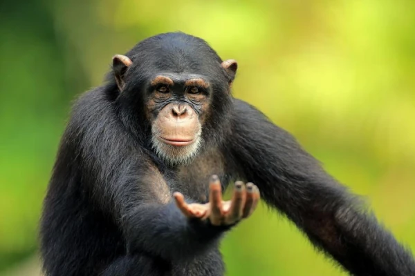 How old is the oldest chimpanzee on the planet?