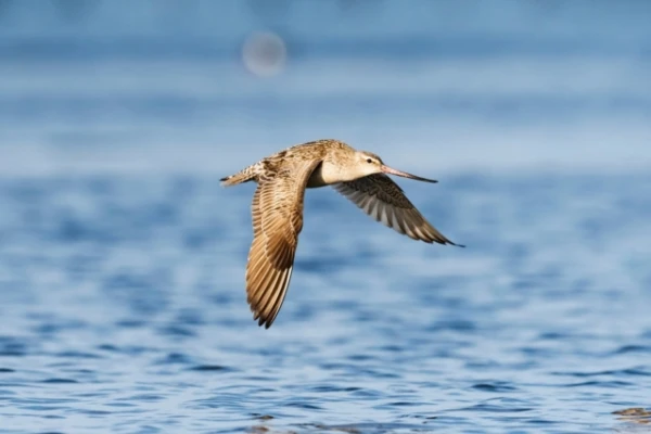Birds Literally Dissolve Their Own Organs to Fly 13,000 km