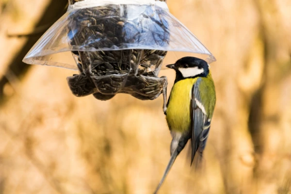 Why You Should Start Feeding Birds in Autumn