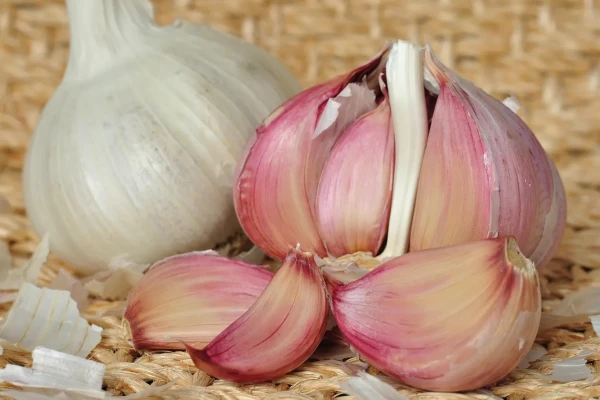 How to Prepare Garlic for Winter Planting: 'Female' Cloves Yield the Highest Harvest