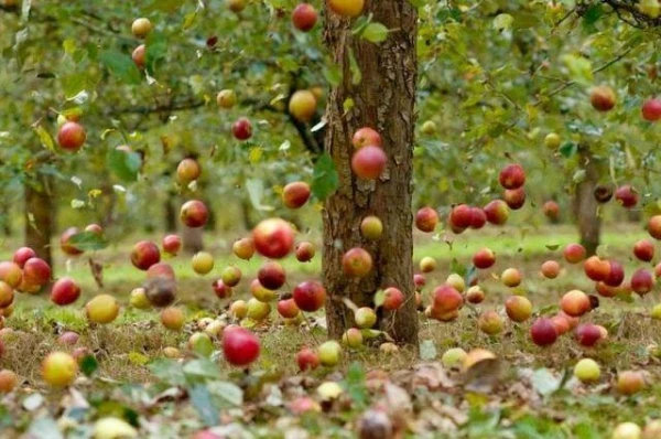 One and a half euros per kilo of apples? The farmer explained why this is normal