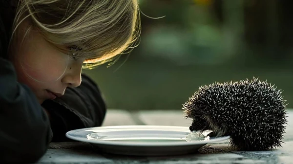 Hedgehogs Should Not Be Fed Milk and Why They Do Not Live in the Forest - Nature Museum