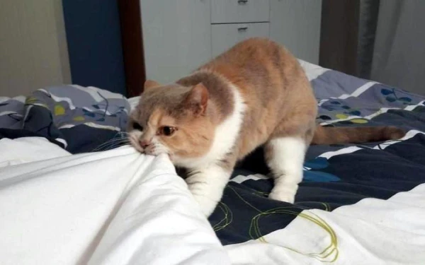 How many times a day should you feed a cat?