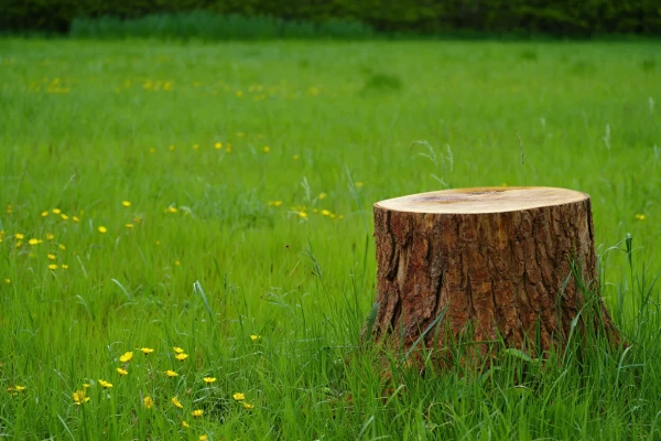 Easy and Painless. How to Remove a Stump at the Cottage Without Grinding — 2 Methods