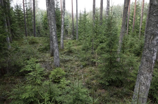 Rescuers helped four mushroom pickers get out of the forest at night