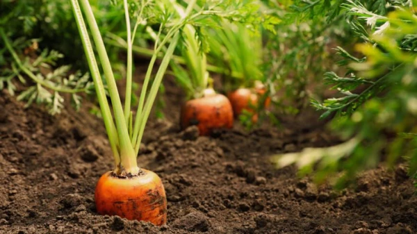 What Not to Grow Next to Carrots