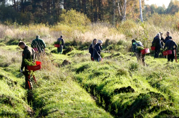 Высаживание молодых деревцев в Тирельском лесничестве.