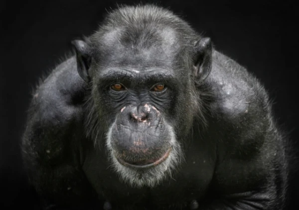 How Santino the Chimpanzee from Sweden Proved That Animals Can Plan Revenge