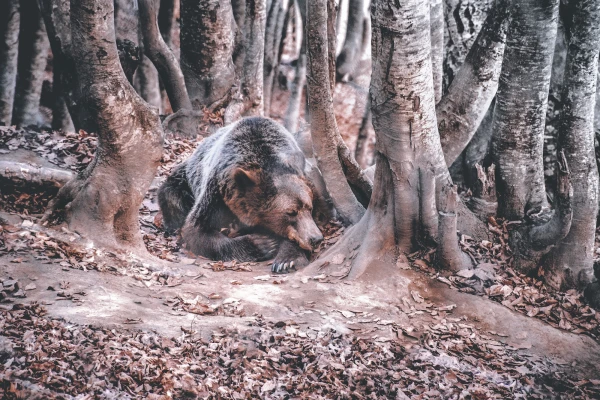 In Japan, the governor requests military assistance in the fight against bears
