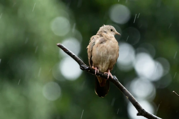 What Do Birds Do When It Rains?