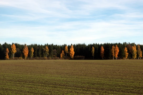 Winter crops in all regions of Latvia currently look good, but the cabbage midge is advancing