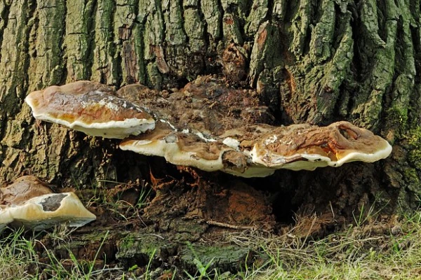 Natural Remedy Found to Accelerate Burn Healing