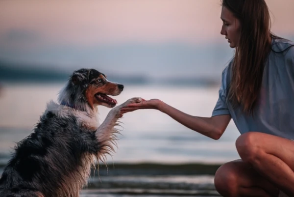 What Your Dog Wants to Say: Decoding the Most Common Paw Movements