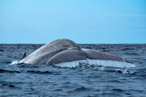 The Largest Animals on Earth: Who Broke Nature's Records